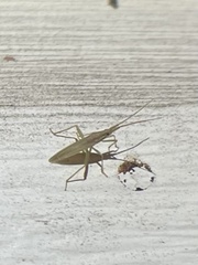 Stenodema trispinosum