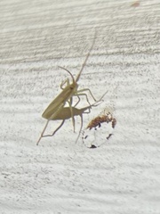 Stenodema trispinosum