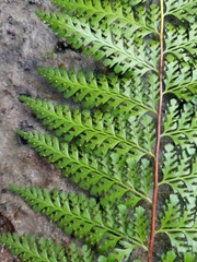 Dennstaedtia bipinnata