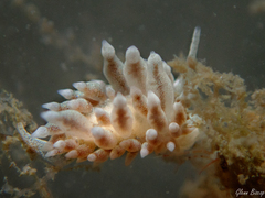 Amphorina linensis