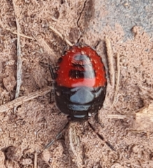 Sehirinae
