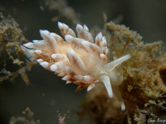 Amphorina linensis