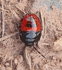 Sehirinae