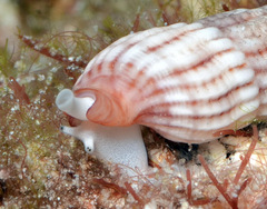 Myurellopsis kilburni