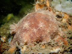 Geitodoris planata