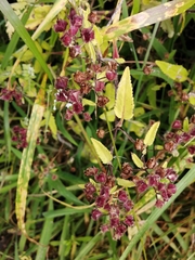 Calceolaria tripartita