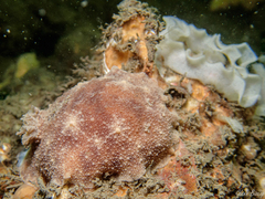 Geitodoris planata