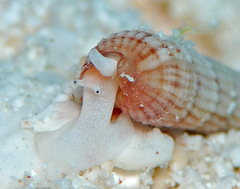 Myurellopsis kilburni