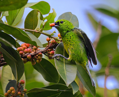 Ixothraupis xanthogastra