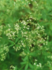 Galium intermedium
