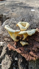 Lentinus squarrosulus