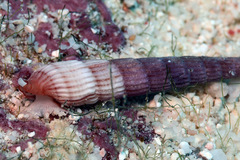 Myurellopsis kilburni