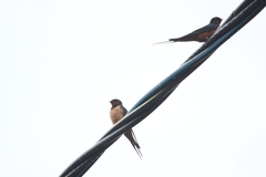 Hirundo rustica tytleri