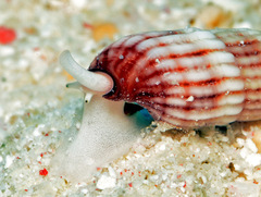 Myurellopsis kilburni
