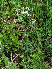 Galium glaucum