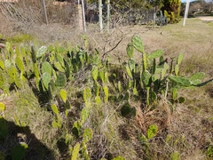 Opuntia bonaerensis