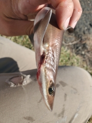 Mustelus henlei