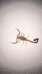 Centruroides ochraceus