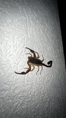 Centruroides ochraceus