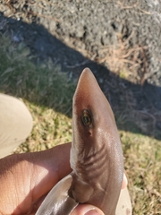 Mustelus henlei