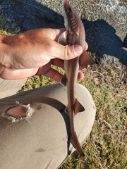 Mustelus henlei