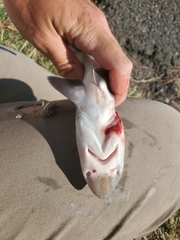 Mustelus henlei