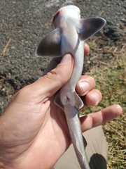 Mustelus henlei