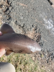 Mustelus henlei