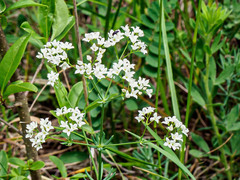 Galium glaucum