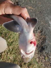 Mustelus henlei