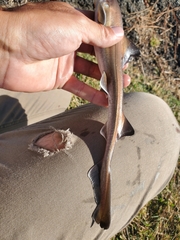 Mustelus henlei