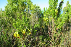 Erica coccinea