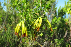 Erica coccinea
