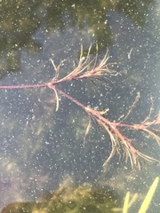 Najas guadalupensis