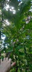 Quercus robur