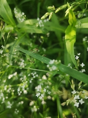 Galium asprellum