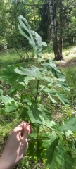 Quercus robur