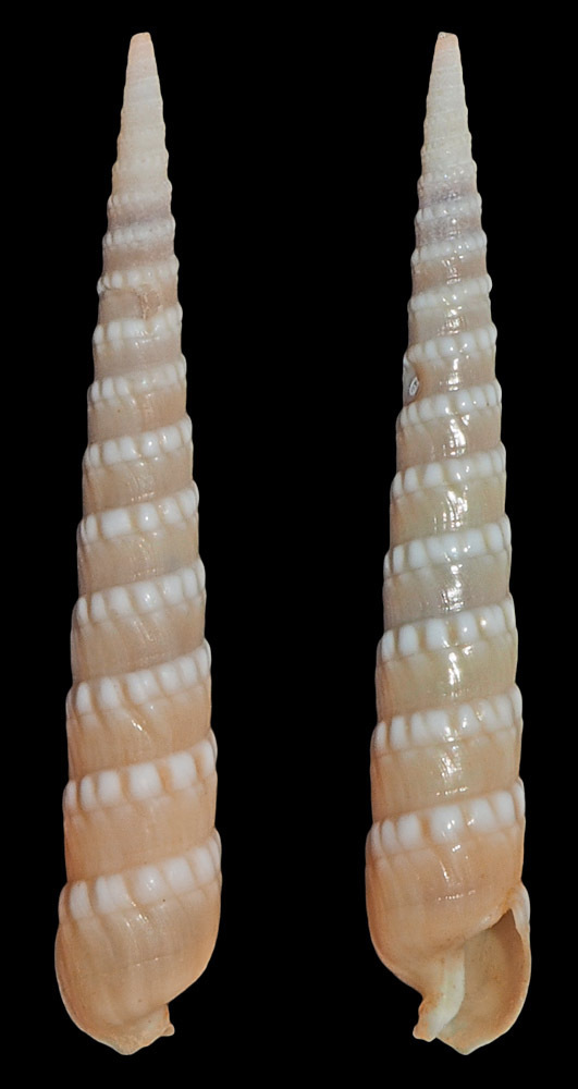 Terebra quoygaimardi