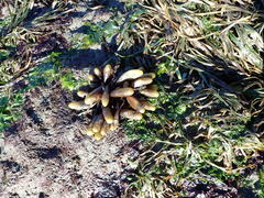 Halosaccion glandiforme