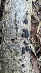 Annulohypoxylon truncatum