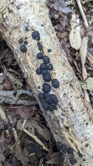 Annulohypoxylon truncatum