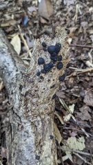 Annulohypoxylon truncatum