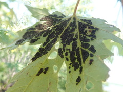 Eriophyes aceris