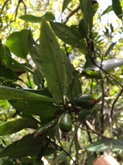Cyclophyllum