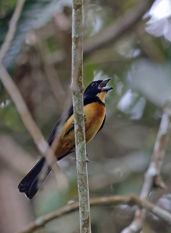 Yellow-crested Tanager (Loriotus rufiventer) photo
