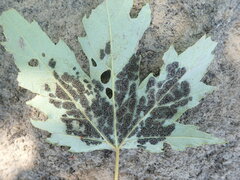 Eriophyes aceris