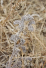 Phacelia cicutaria