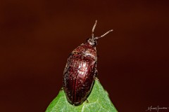 Lissomus