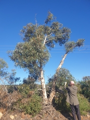 Eucalyptus erythrocorys