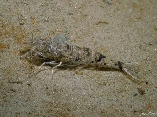 Brown Shrimp, photo 3 of 7